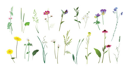 Plantain, lungwort, flax, echinacea, ragweed, field pea, grass spikelets, rapeseed, barbarea, doronicum, chickweed, chamomile, forget-me-not, cosmos flower. Wild plants realistic isolated drawings set