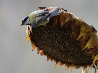 cinciallegra