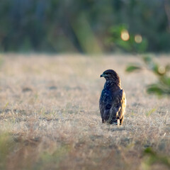 A magnificent hunting Buzzard, Buteo buteo, perching on the ground in a meadow.