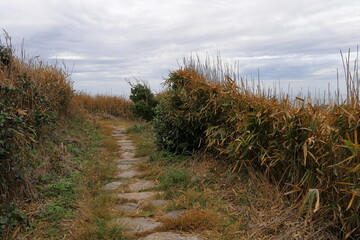 周囲を隠す草原