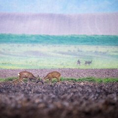 Two roe deer, capreolus capreolus, bucks standing against each other during territorial duel in...