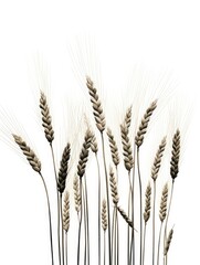 Fototapeta premium Bunch of cereal crops ready for harvest.