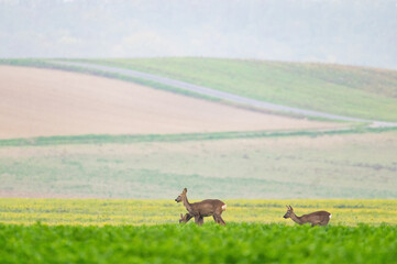 Row deer family on meadow