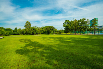 Green meadow graas in city tree forest public park morning sunrise