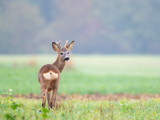 Roebuck on alert in meadow