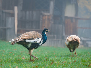 Peacocks on farm