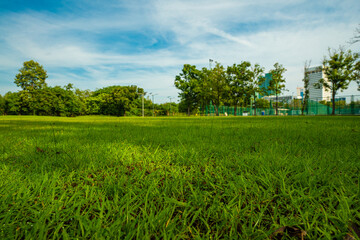 Obraz premium Green meadow graas in city tree forest public park morning sunrise