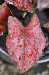 Caladium, Caladium Bicolor Vent or Caladium bicolor or pink caladium or caladium bubble and rain droplet