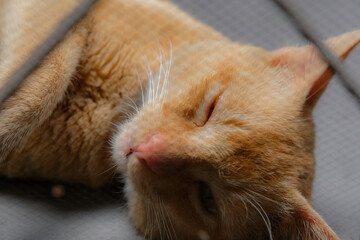 Cute tired cat sleeping outside.