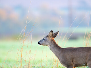 Single roe deer in a green field © Ewald Fröch