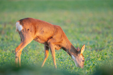 Roe deer, Capreolus capreolus, on the grass in a field standing under a tree eating leaves