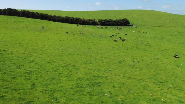 farmer herding cows in a field, Angus, wagyu, Murray grey, Dairy and beef Cows and Bulls grazing on grass and pasture in a field. organic and free range, being grown on a farm in tasmania Australia.