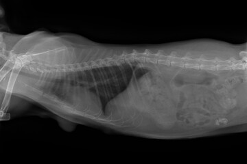 X-ray of an old cat with cancer before surgery, veterinary medicine, treatment