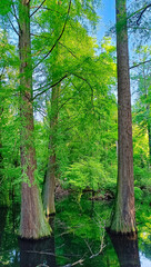 Paratico Parco Taxodi