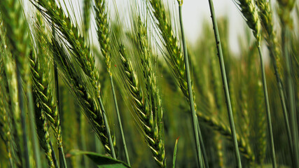 closeup of fresh green wheat ear, fresh wheat crop, barley crop