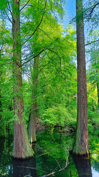 Paratico Parco Taxodi