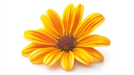 Vibrant yellow flower with orange stripes on white background