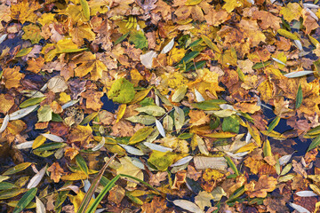 Colorful autumn leaves floating on the surface of a calm pond