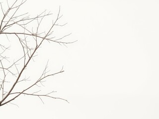 Obraz premium Sparse, delicate bare tree branches against a pale white backdrop, peaceful