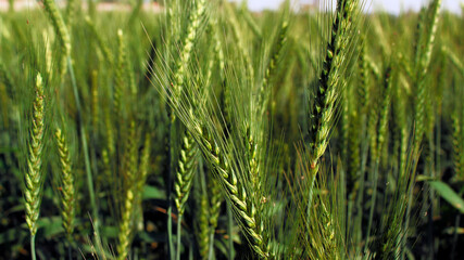 closeup of fresh green wheat ear