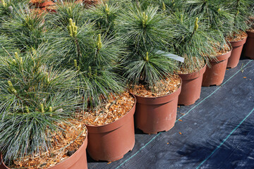 Wythorst pine seedlings in pots, ready for planting
