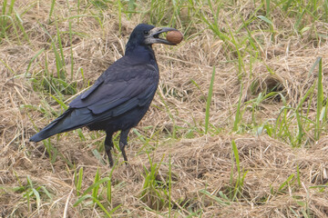 Crow standing in a grassy field with a nut in its beak isolated on a green background.