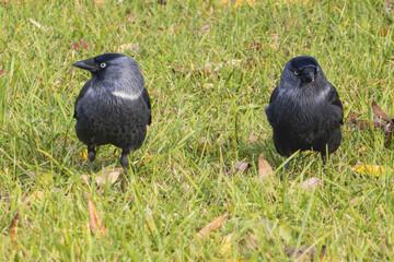 Two Corvus monedula birds on lush green grass under a clear sky in a quiet city park in early autumn