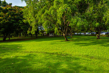 Green meadow graas in city tree forest public park morning sunrise