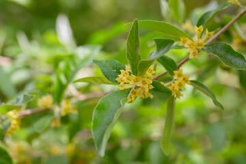 Flowering branch of a tree close-up. Elaeagnus angustifolia, commonly called Russian olive, silver berry, oleaster, Persian olive, or wild olive.