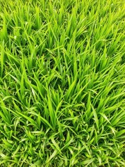 Fototapeta premium Vibrant and lush real green grass creating a refreshing backdrop, texture, summer