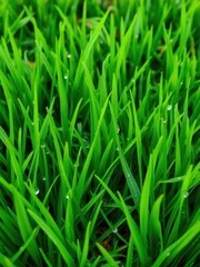 Vibrant green fresh mowed hybrid grass with dewdrops, fresh, hybrid grass