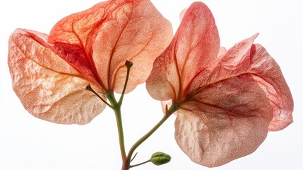Fototapeta premium Delicate pink and orange transparent bougainvillea blooms on white background