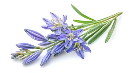 Fototapeta premium Vibrant blue wildflowers with fresh green leaves on white background