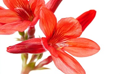Vibrant red flowers on white background: close-up botanical beauty