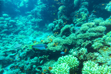 Coral Reef at the Red Sea,Egypt. coral yellow fish