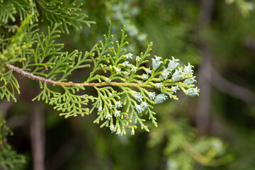 Thuja or cypress green branches with blue, turquoise cones, close-up. Platycladus orientalis, Chinese thuja arbovitae, juniper coniferous tree of the Cupressaceae family.