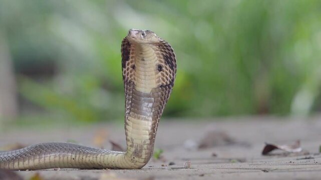 Cobra, deadly serpent living in nature