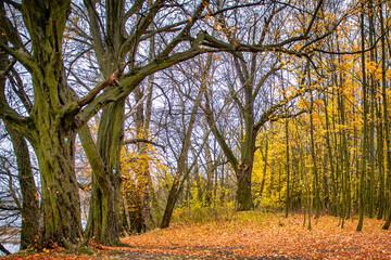 jesienią, opad, bory, drzew, feuille, drzew, charakter, park, krajobraz, droga, pora roku, feuille, zółty, liści, drewna, droga, czerwień, pomarańcz, zieleń, barwnie, drewna, barwa,  © Krzysztof  Jaworski