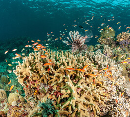 Malaysia, Sabah, Sipadan, Coral reef