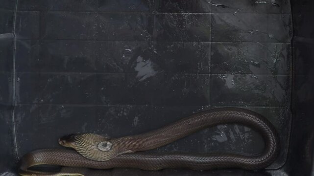 Cobra, deadly serpent living in nature