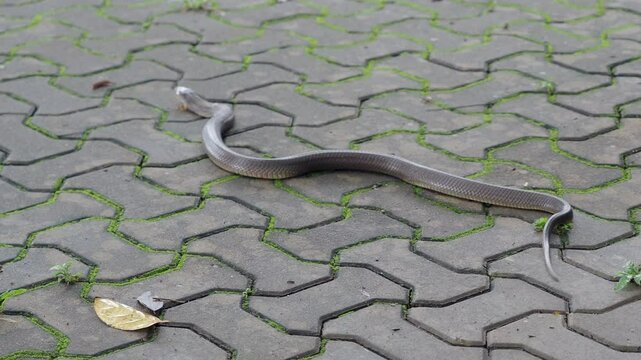 Cobra, deadly serpent living in nature
