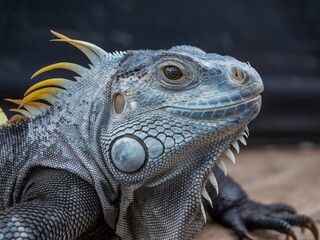 Fototapeta premium This is a close-up photo of a black and blue iguana with yellow spots.