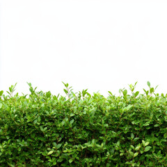 Obraz premium Fresh Green Hedge Plant in Garden Setting, Representing Lush Growth and Natural Serenity
