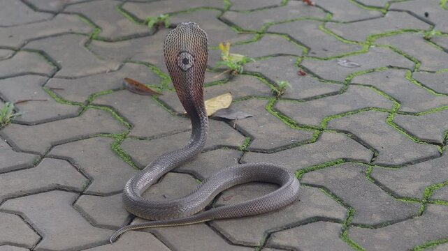Cobra, deadly serpent living in nature