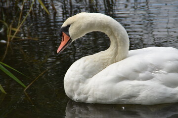 Naklejka premium This swan is in the sea in sunny day.
