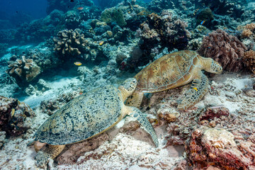 Naklejka premium Malaysia, Sabah, Sipadan, Green Sea Turtle (Chelonia mydas)