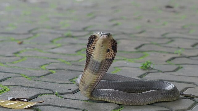 Cobra, deadly serpent living in nature