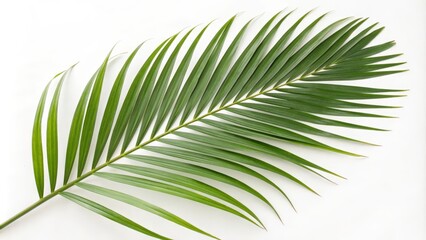 Obraz premium palm leaf isolated on white