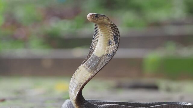 Cobra, deadly serpent living in nature