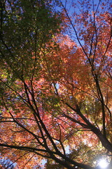  日差しに美しく赤い葉を輝かせる楓の葉たち